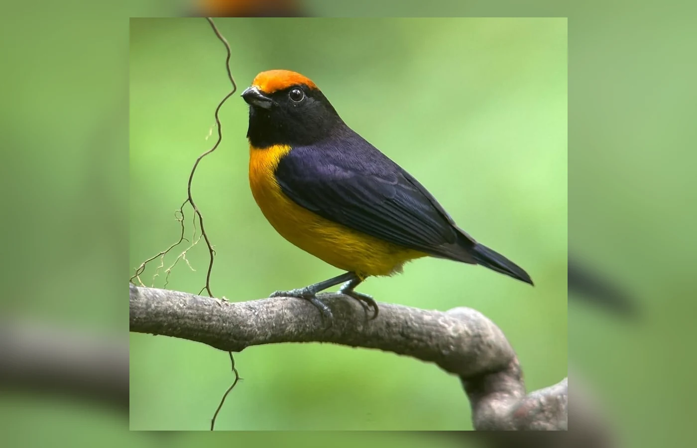 AVES